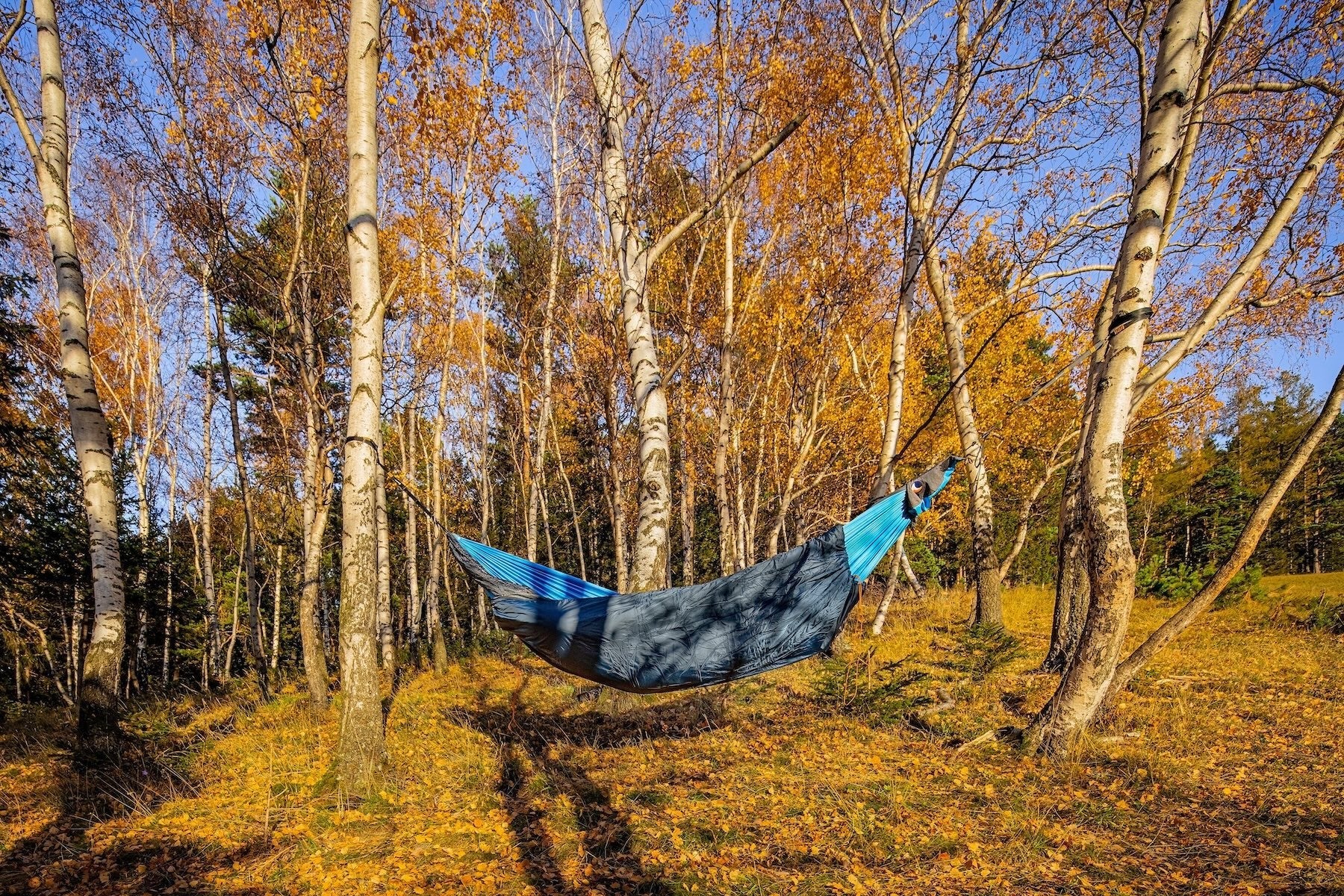 MOONQUILT an einer Hängematte im herbstlichen Birkenwald – perfekter Kälteschutz für Outdoor-Übernachtungen in der Natur.