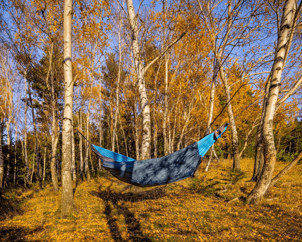 TTTM Hängematte mit Underquilt im herbstlichen Birkenwald – Outdoor-Setup für gemütliche Nächte in der Natur